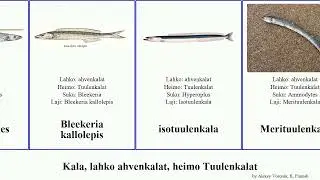Kala, lahko ahvenkalat, heimo Tuulenkalat fish sand lance Merituulenkala isotuulenkala kallolepis