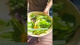 Guess how many plants we picked for lunch from our winter garden today?