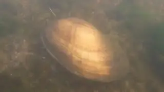 Nebraska Mussels in the Big Blue River