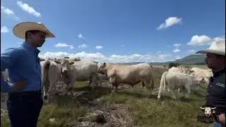 SEMENTAL CHAROLAIS de Rancho Las Cuevas