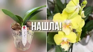 Удачная ОХОТА на орхидею бабочку? Полив, адаптация и распаковка орхидей 1.7 от Profar #phalaenopsis