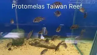 Protomelas Taiwan Reef