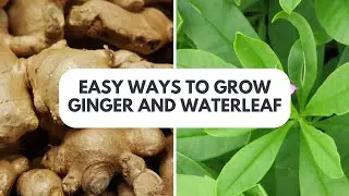 From Kitchen to Garden: Easiest Way to Grow Ginger & Waterleaf