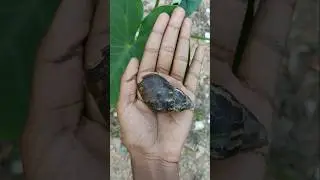 Black snail & Grasshopper #nature #grasshopper #snail #insects #wildlife