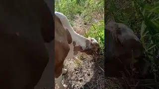 O bezerro aqui &eacute; manso