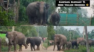Kanphata Herd's Morning Stroll: Elephants Crossing Village Road in Assam