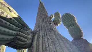 Saguaro of the Day: &ldquo;Kermit Linus&rdquo; at Del Norte Dental & Medical