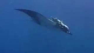 Giant Manta Rays on the Nautilus Explorer Socorro