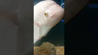 White Fish with Golden eyes 👀