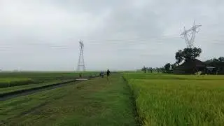 Run with Dji Neo2 Drone, Rice Field 