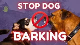 How to Stop your Dog from Barking | BONUS Essential Oil Training Tip