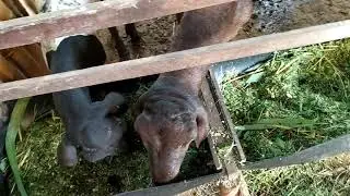 Alimentando as ovelhas com capiaçu e maniva