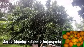 Pohon Jeruk Mandarin, Tehnik Bujangseta