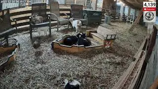 🔴 LIVE SFF CAMS | Baby Goats &bull; Barn Life