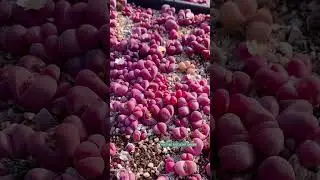 Pink succulents | 多肉植物| 다육이들 | Suculentas