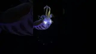 Bioluminescent Squid Glowing in Deep Ocean Darkness