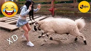 VIDEOS DE RISA 😎 SI TE RÍES PIERDES NIVEL DIOS #245🤣 HUMOR VIRAL MEXICANO🤣