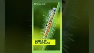 WORLD OF CATERPILLAR #shortsvideo #short #shortyoutube