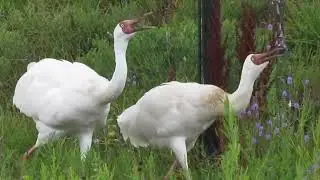 International Crane Foundation
