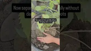 Seeds Grown Harshingar Plants transplantation
