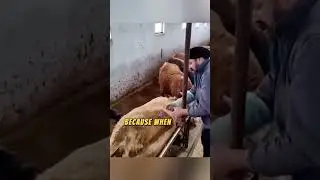 Why does a cow release methane gas?