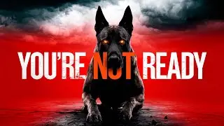 The Dark Side of Owning a Belgian Malinois (You&rsquo;re Not Ready)