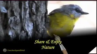Eastern Yellow Robin~Bird Watching Videos~ Backyard Birds Australia