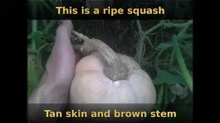 Three Sisters Garden: First Butternut Squash Harvest