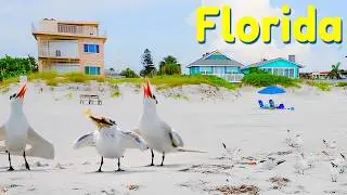 Birds Rule This Beach &ndash;Walking Redington Shores, Florida | 4K, ASMR