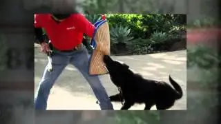 Private Dog Training El Cajon CA Private Dog Trainer