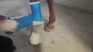 Comment faire un bandage à un cheval ?