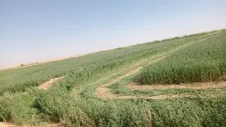 عرض نار 🔥 ربنا يبارك  ....  قطعه اراض 5فدان للبيع خريج السعر لقطه الفرافرة الوادي الجديد قرية الكفاح