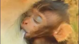 O HURT #BABY MONKEY BRITTANY | POOR BABY FEEDING IN SLEEPING | SR TECHNIQUE