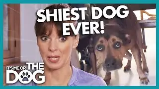 Watch: Shy Dog Goes From Timid to Confident in Seconds | It's Me or The Dog