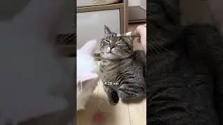 My cat's organized morning routine⏰ #shorts #cat #funny
