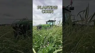 Planting Green into RANK Cover Crop #farming #corn #covercrops #soilhealth #regenerativeagriculture