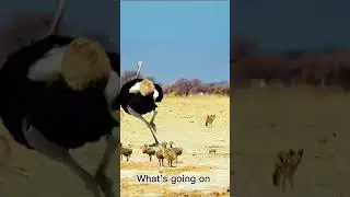 Ostrich Chasing Fox