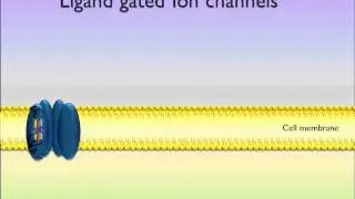 Ligand gated ion channels
