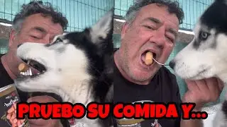 PRUEBO LA COMIDA DE MIS PERROS