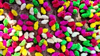 Colour Chicks - 1000 colourful chicks