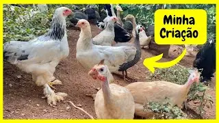 Cuidando de Minhas Criação de Animais na Roça | Gutejando