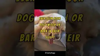 Do Dogs Dream Like Humans? 🐕 #shorts