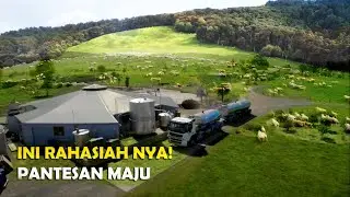 Rahasiah Majunya Peternakan di Selandia Baru, Jumlah Domba Melebihi Jumlah Penduduknya.