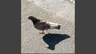 Dumb As Rocks