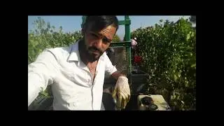 la vendemmia manuale. vignaverde