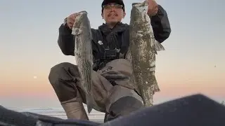 limit in 30 minutes! striped bass & sunrises! surf fishing the california coast