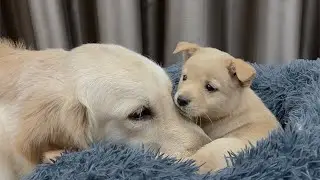Abandoned Puppy Finds a Loving Golden Retriever — You Won’t Believe His Reaction!