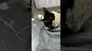 Наш малыш из сугроба заболел... Держись!  #Shorts