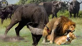 Big Five: Bloody Battle for Africa’s Throne #naturedocumentary | Wildlife documentary