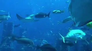 Shark Attacks Cage | Great White Serial